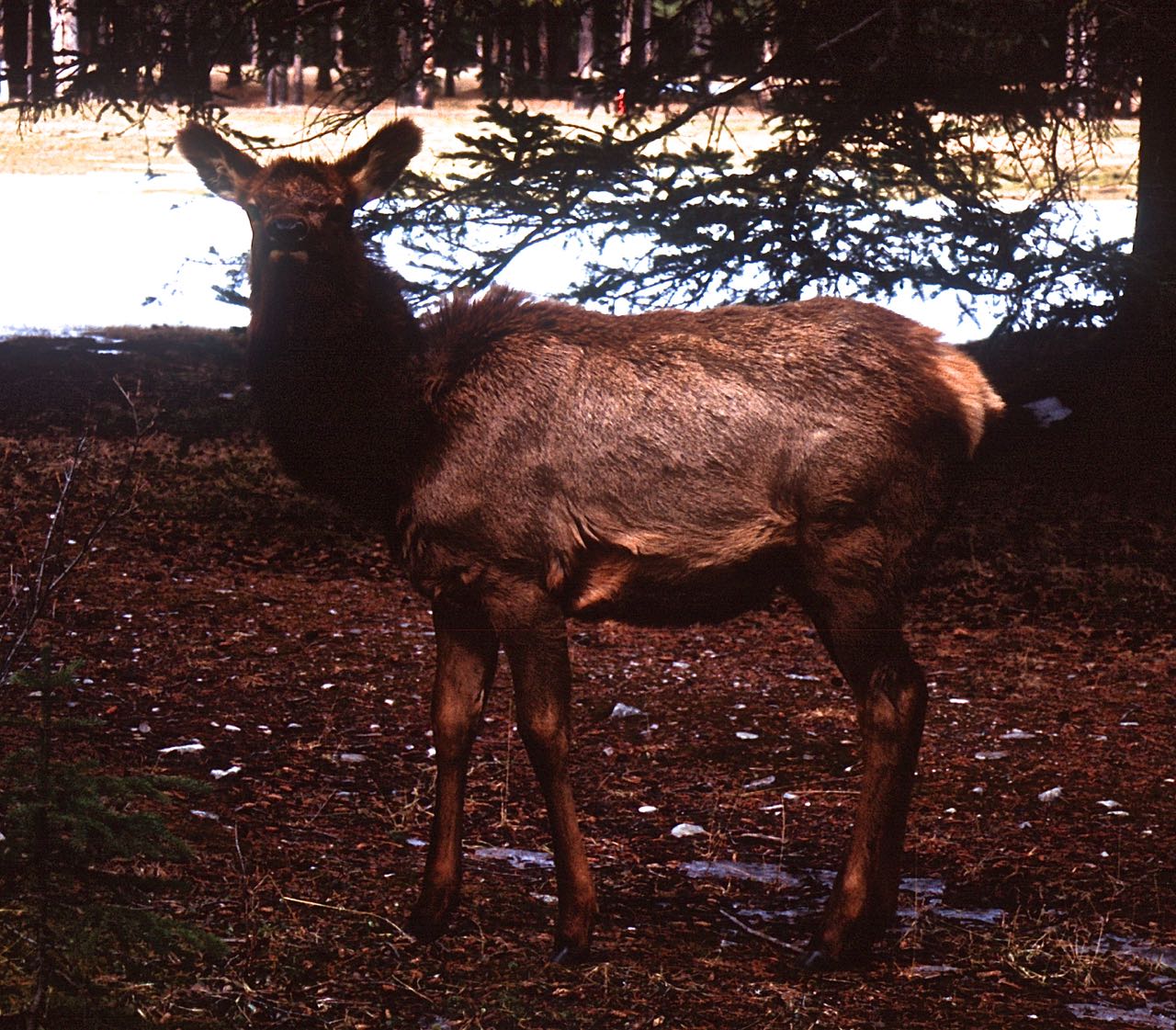 Not a three pointer, but all I have on film