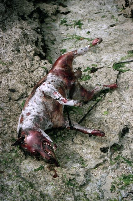 Poisoned and dumped at sea, stray dogs wash back up on the beach